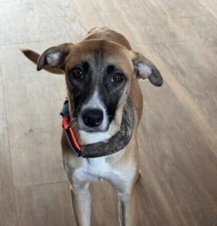 A young medium-sized female Black Mouth Cur dog named Skyler for adoption in Washington, DC