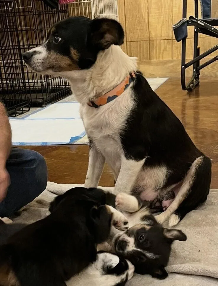 An adult small-sized female Tricolor (Brown, Black, & White) Rat Terrier dog named Maggie for adoption in Washington, DC