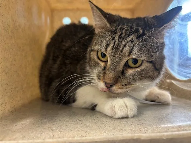 A young medium-sized female Domestic Short Hair cat named Cuddles for adoption in Lancaster, CA