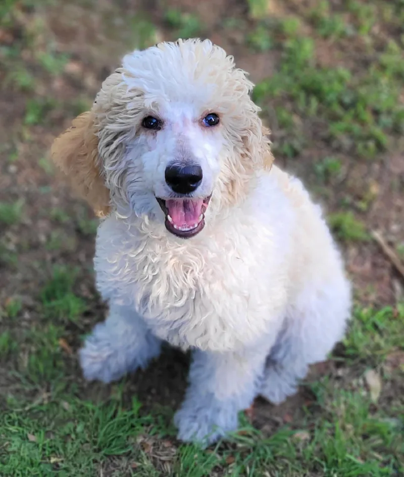 A young medium-sized female Standard Poodle dog named Annie for adoption in Vernon, TX