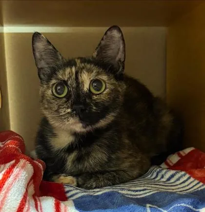 A young small-sized female Domestic Short Hair cat named Bethany for adoption in Bellevue, WA