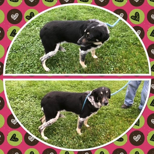An adult medium-sized female Tricolor (Brown, Black, & White) Great Pyrenees dog named Alameeta for adoption in Buckhannon, WV