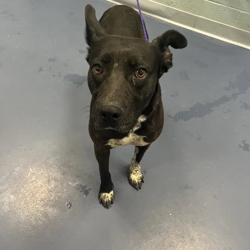 An adult medium-sized female Black Labrador Retriever dog named Dutchess for adoption in Greensboro, NC