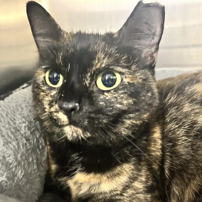 An adult medium-sized female Tortoiseshell Domestic Short Hair cat named Autumn for adoption in Uniontown, PA