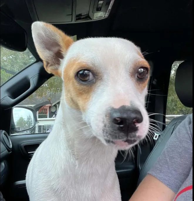 A young small-sized male Chihuahua dog named Pablo in TX for adoption in Cranston, RI