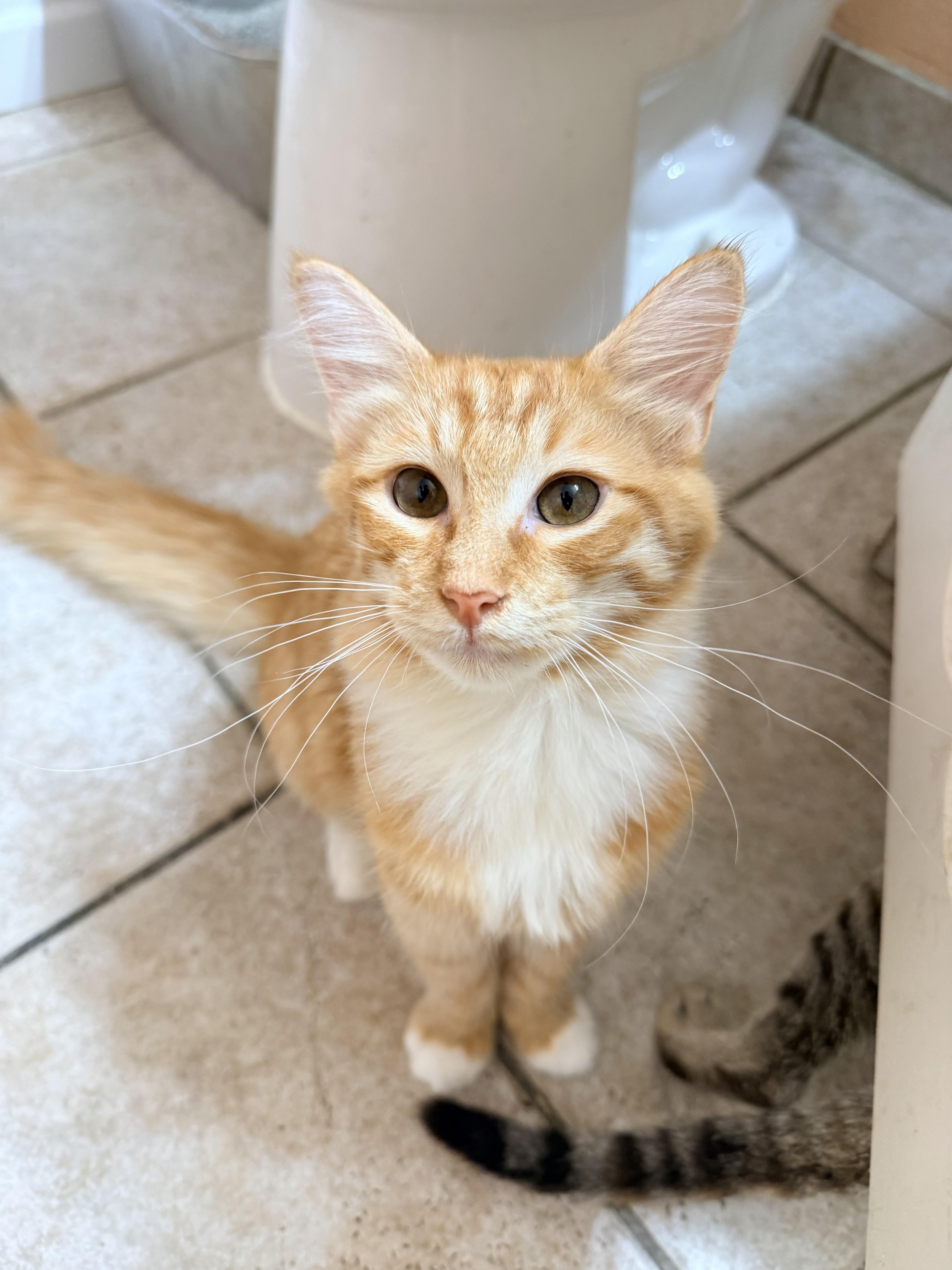 A baby small-sized male Orange & White Domestic Medium Hair cat named Naruto for adoption in Fresno, CA