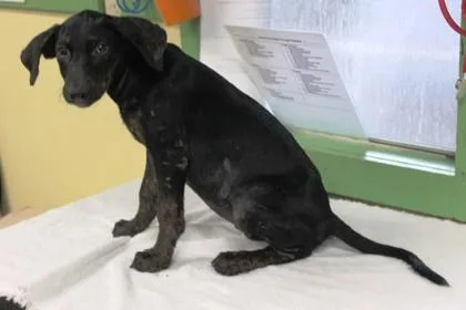 A baby medium-sized female Labrador Retriever dog named Buffy for adoption in Picayune, MS