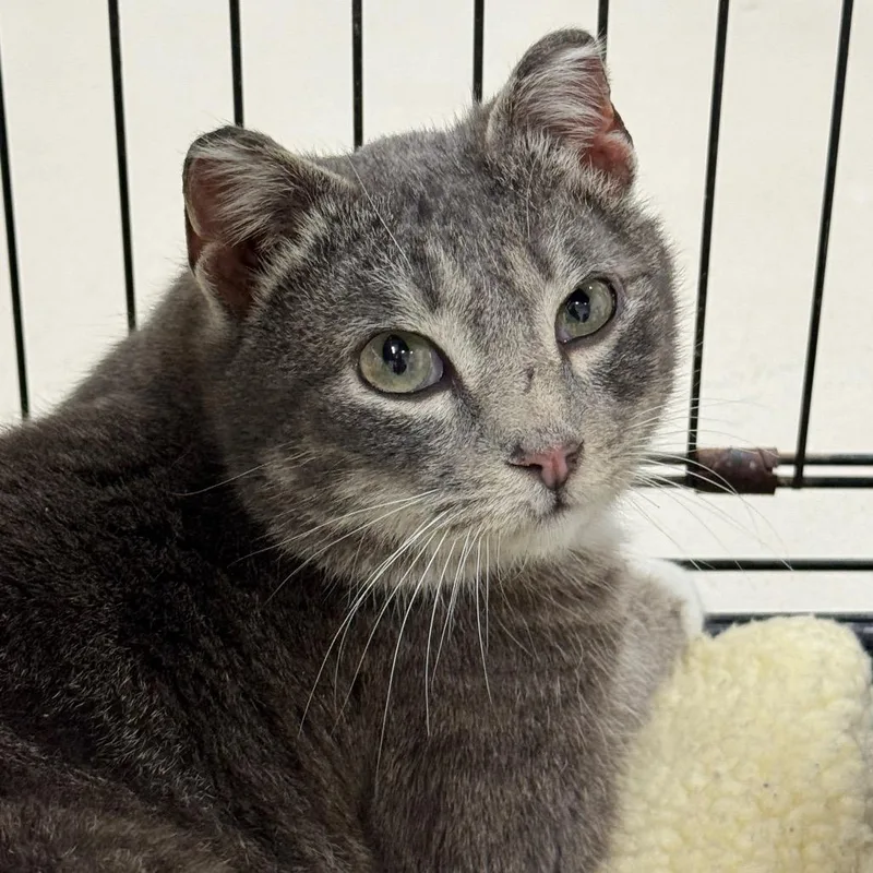 A young medium-sized male Gray / Blue / Silver Domestic Short Hair cat named Baxter for adoption in Redwood Falls, MN