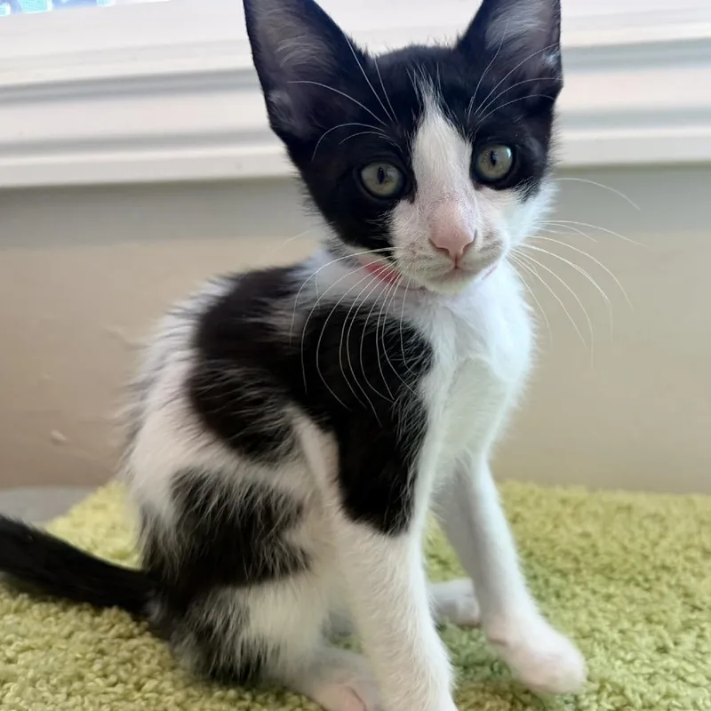 A baby small-sized male Black Domestic Short Hair cat named Cookies n' Cream for adoption in Pleasant Hill, CA