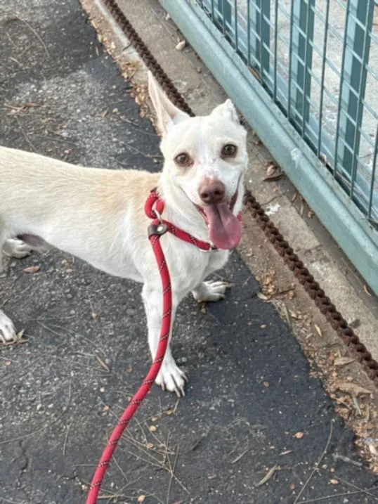 An adult small-sized male Chihuahua dog named Casper for adoption in Los Angeles, CA