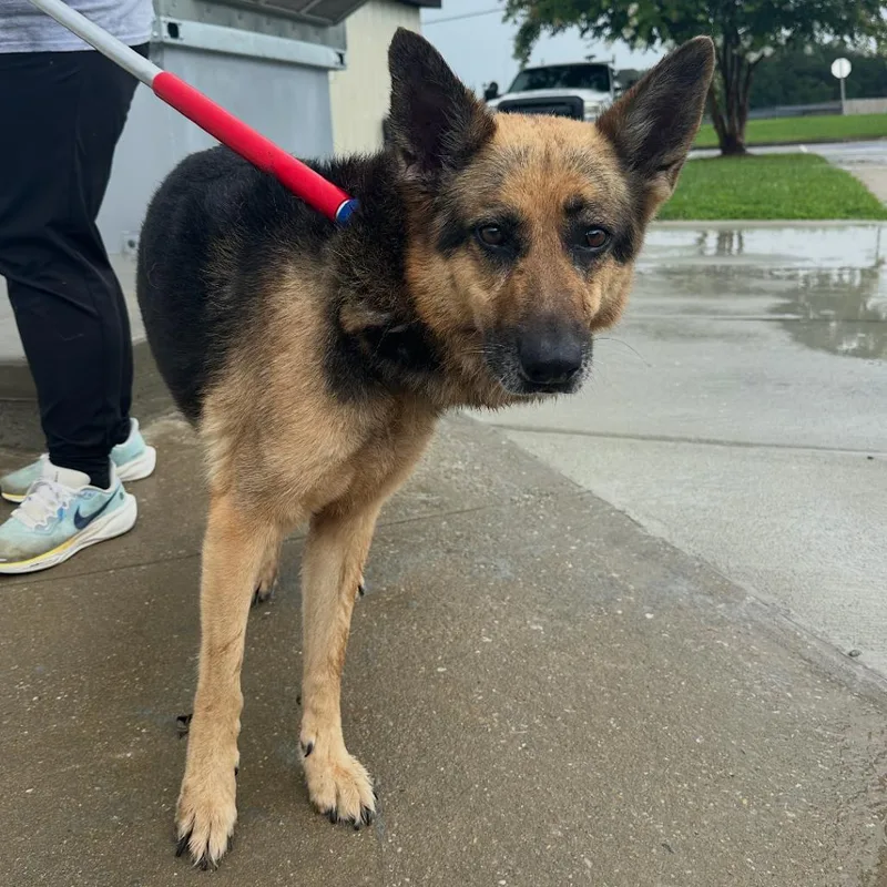 An adult large-sized female Black Mixed Breed dog named Stephanie for adoption in Columbiana, AL