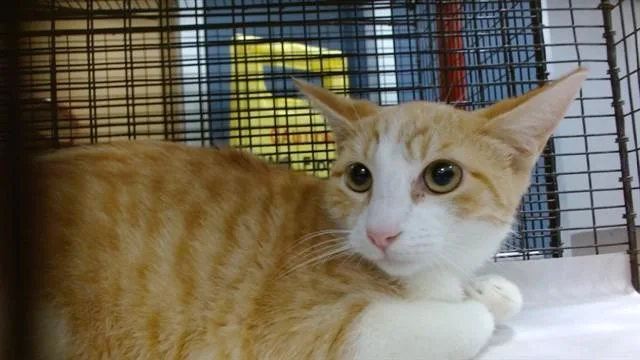 A baby small-sized male Domestic Short Hair cat named Orion for adoption in Miami, FL