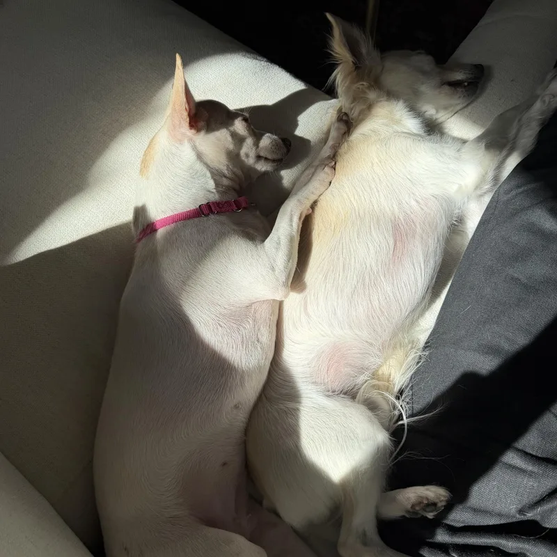 An adult small-sized female White / Cream Chihuahua dog named Pandora for adoption in Brooklyn, NY