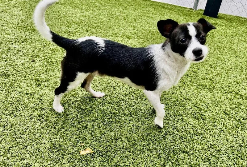 A young small-sized male Terrier dog named Felix for adoption in Bloomfield, CT