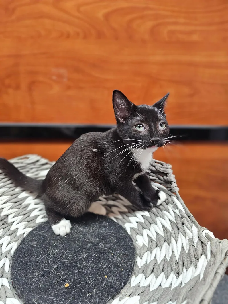 A baby medium-sized female Black & White / Tuxedo Domestic Short Hair cat named Cheryl for adoption in Social Circle, GA