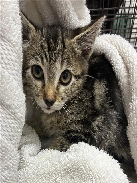 A baby small-sized female Domestic Short Hair cat named Maomao for adoption in Los Angeles, CA