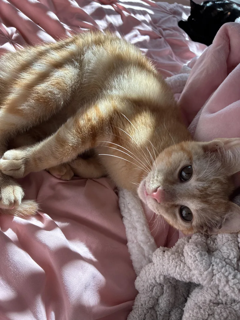 A young small-sized male Orange & White Domestic Short Hair cat named Murphy for adoption in Cleveland, TX