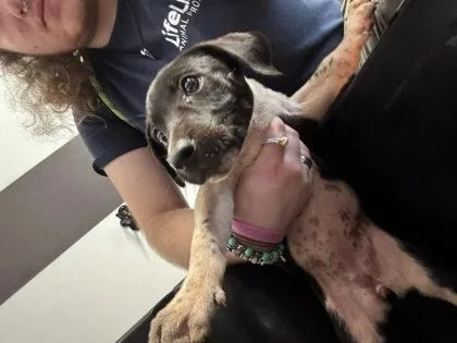 A baby small-sized female Mixed Breed dog named Supercenter for adoption in Atlanta, GA