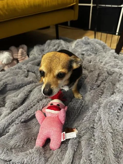 An adult small-sized female Bicolor Chiweenie dog named Maeve for adoption in Lafayette, CA