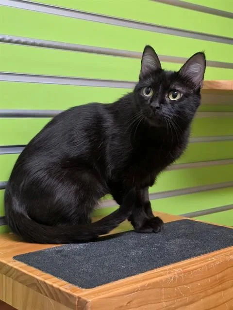 A young medium-sized female Domestic Short Hair cat named Sugar for adoption in Saint Peters, MO