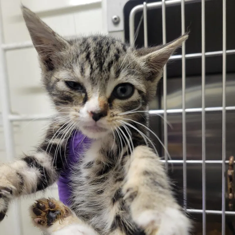 A baby small-sized female Brown / Chocolate Domestic Short Hair cat named Smuckers for adoption in Westminster, CA