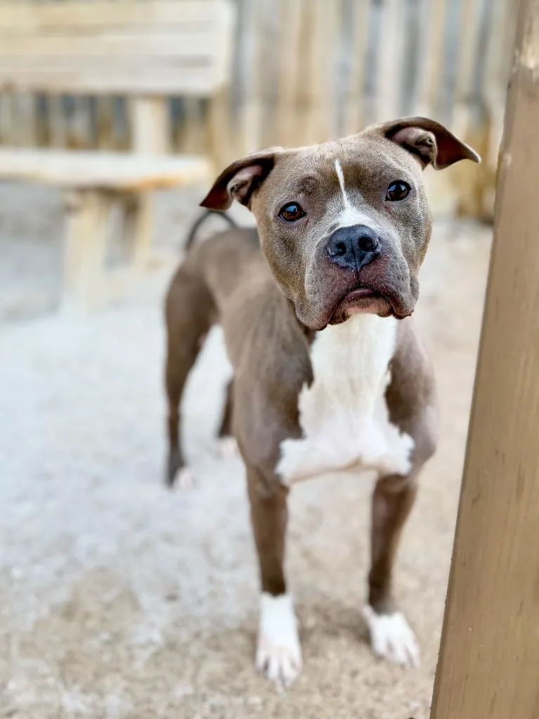 A young medium-sized female Mixed Breed dog named Tansi for adoption in Muskegon, MI