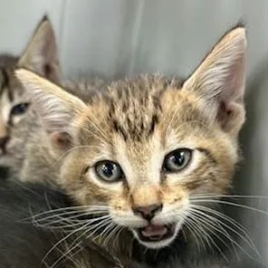 A baby small-sized female Domestic Short Hair cat named Missy for adoption in Bastrop, TX