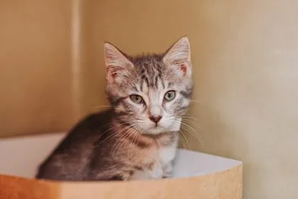 A young small-sized female Domestic Short Hair cat named A Gracelyn Shane for adoption in North Charleston, SC