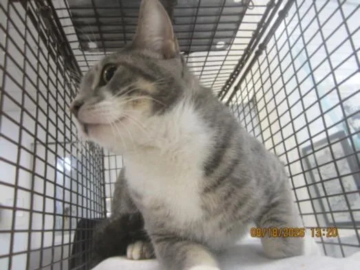 A young small-sized male Domestic Short Hair cat named Amalfi for adoption in Los Angeles, CA