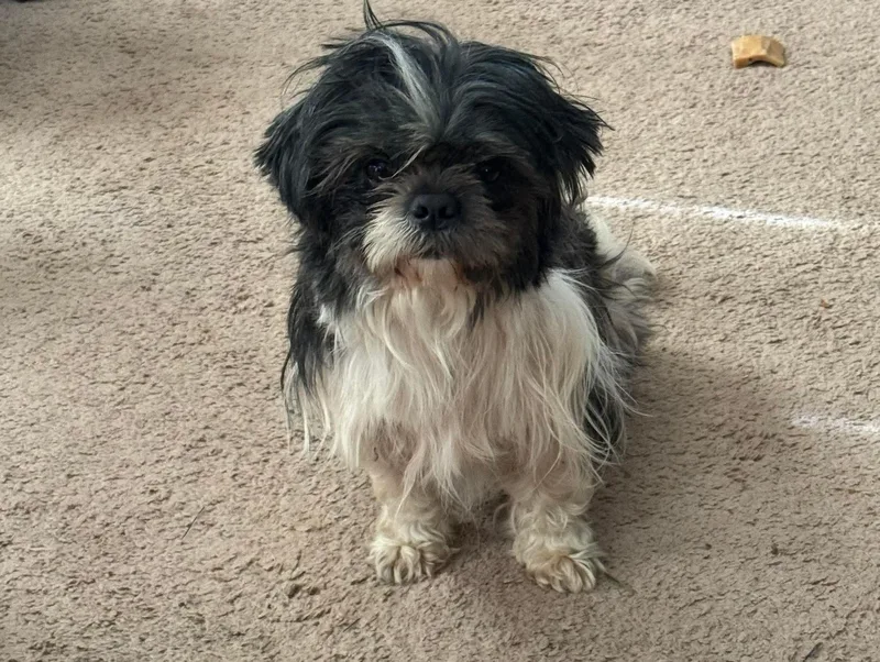 An adult medium-sized male Terrier dog named Zeus for adoption in Vineyard Haven, MA