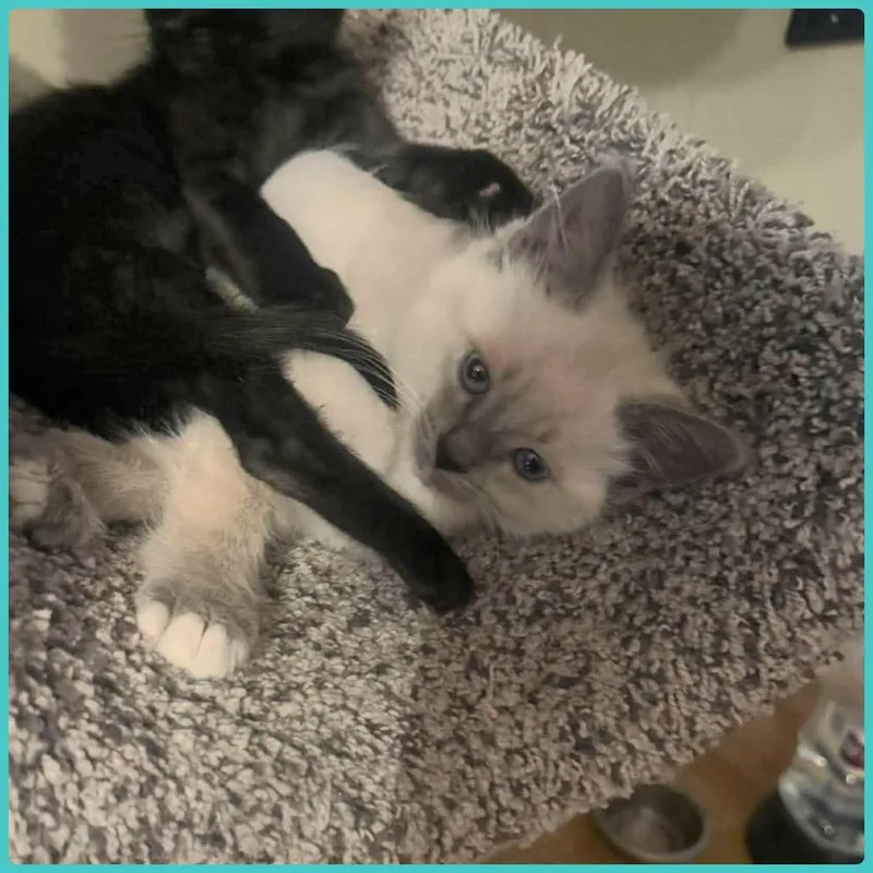 A baby small-sized male Cream / Ivory Siamese cat named Luca for adoption in Marietta, GA