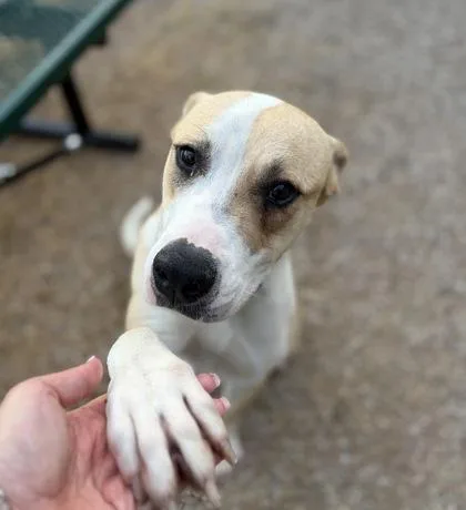 Nilla Wafer thumbnail 2