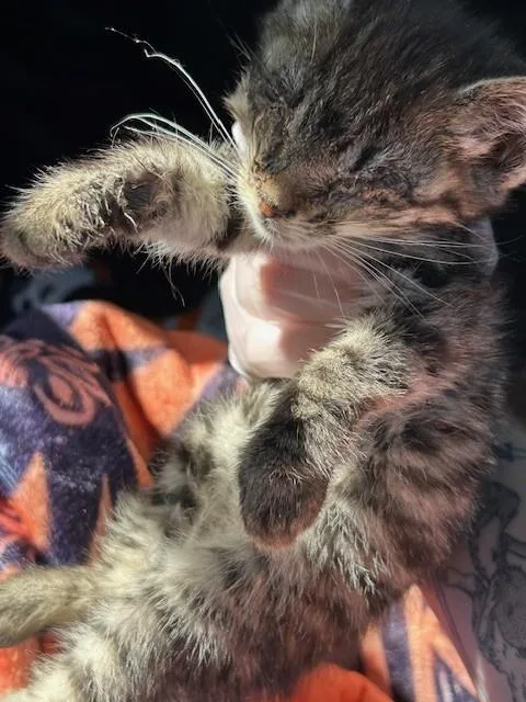 A baby small-sized female Domestic Short Hair cat named Marceline for adoption in Louisville, KY