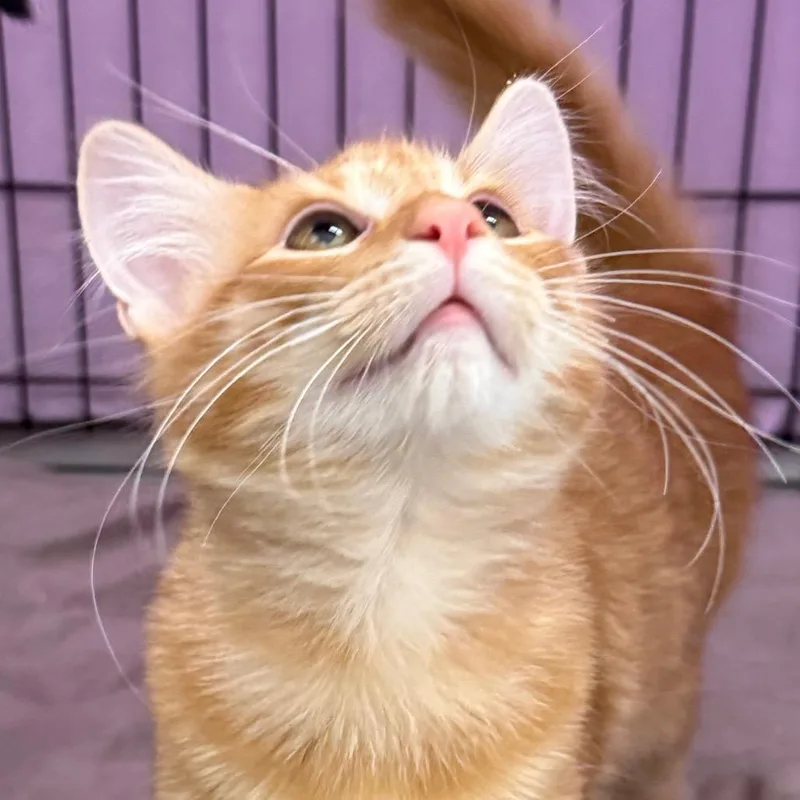 A baby small-sized male Orange / Red Domestic Short Hair cat named Beard for adoption in Bismarck, ND
