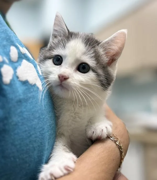 A baby small-sized female Domestic Medium Hair cat named Sophia for adoption in Sioux City, IA