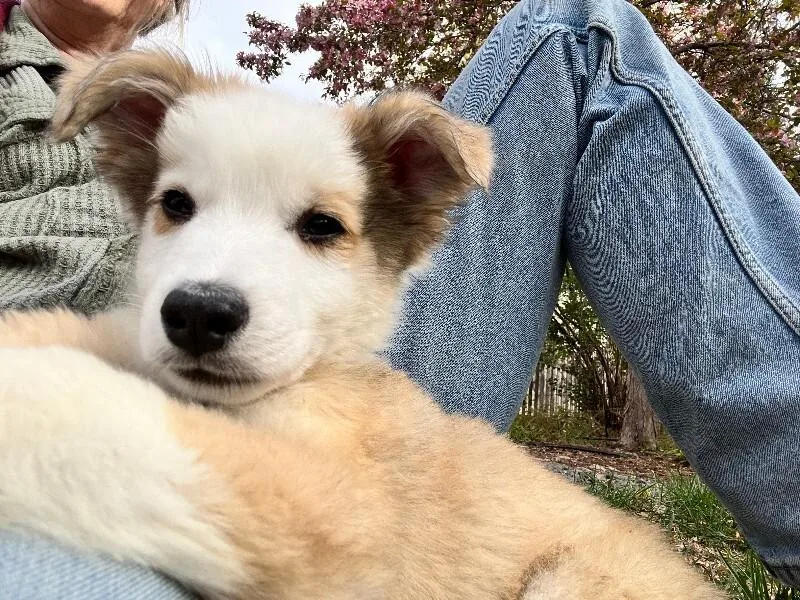 Ringo