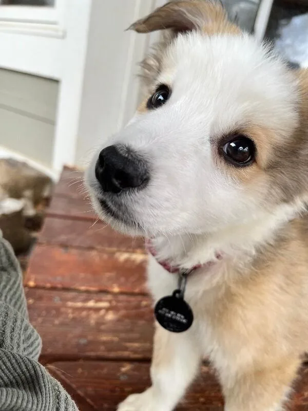 Ringo thumbnail 3