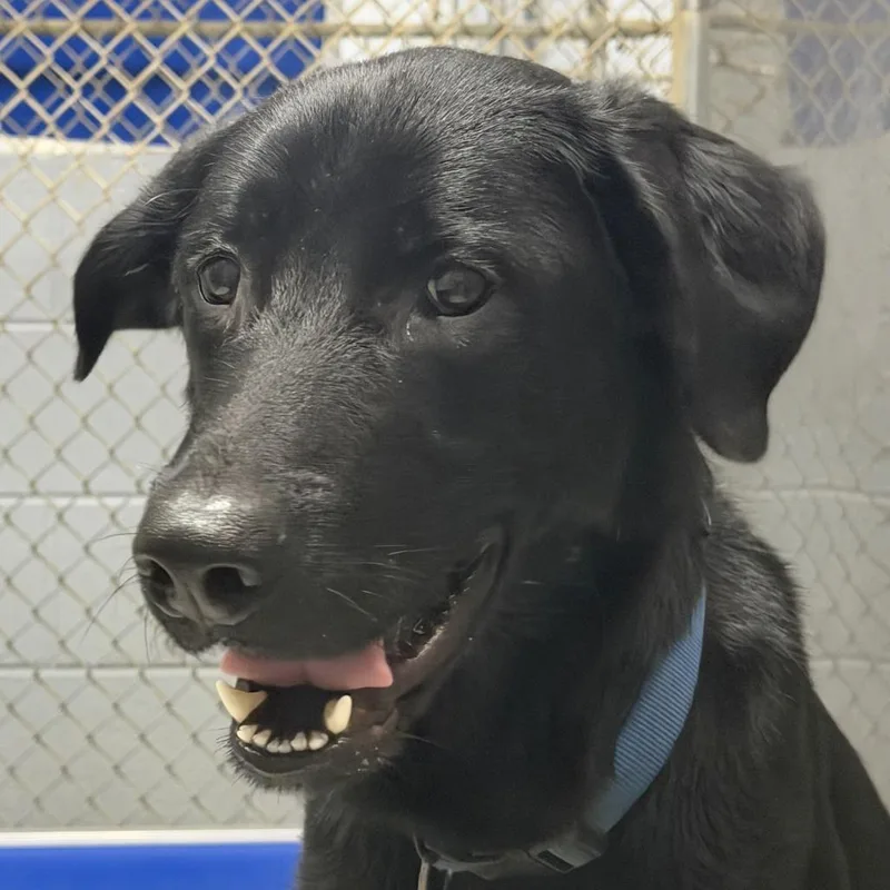 An adult large-sized male Black Labrador Retriever dog named Theodore for adoption in Marion, VA