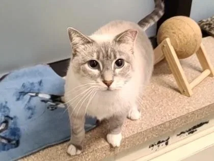 Gracie