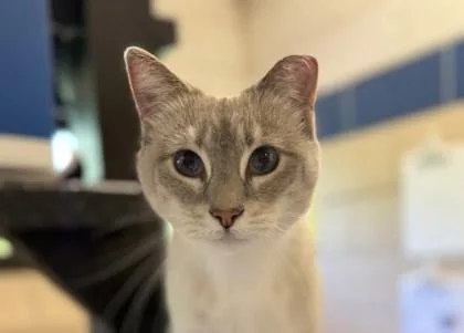 Gracie thumbnail 2