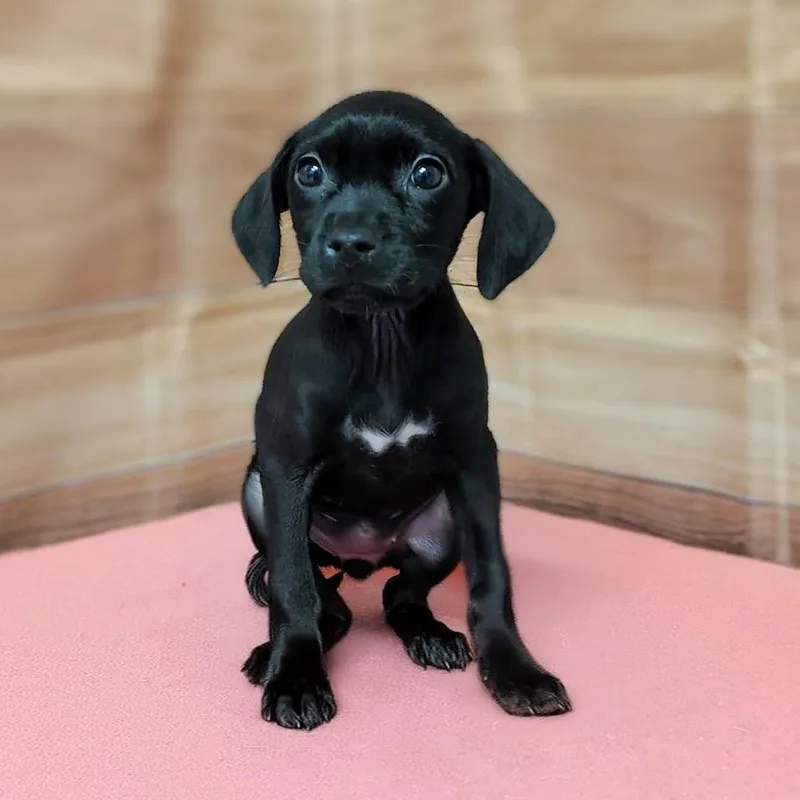 A baby small-sized female Black Labrador Retriever dog named Danika for adoption in Griswold, CT