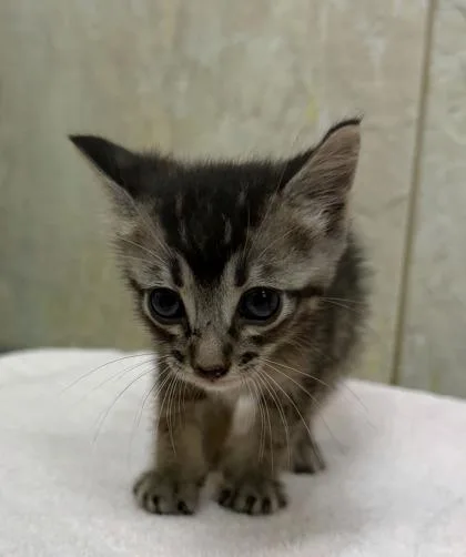 A baby small-sized male Domestic Short Hair cat named Meowy for adoption in Honolulu, HI
