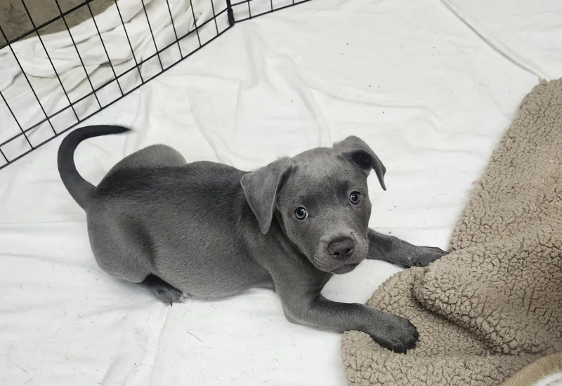 A baby medium-sized male Gray / Blue / Silver Pit Bull Terrier dog named Towel for adoption in Mansfield, OH