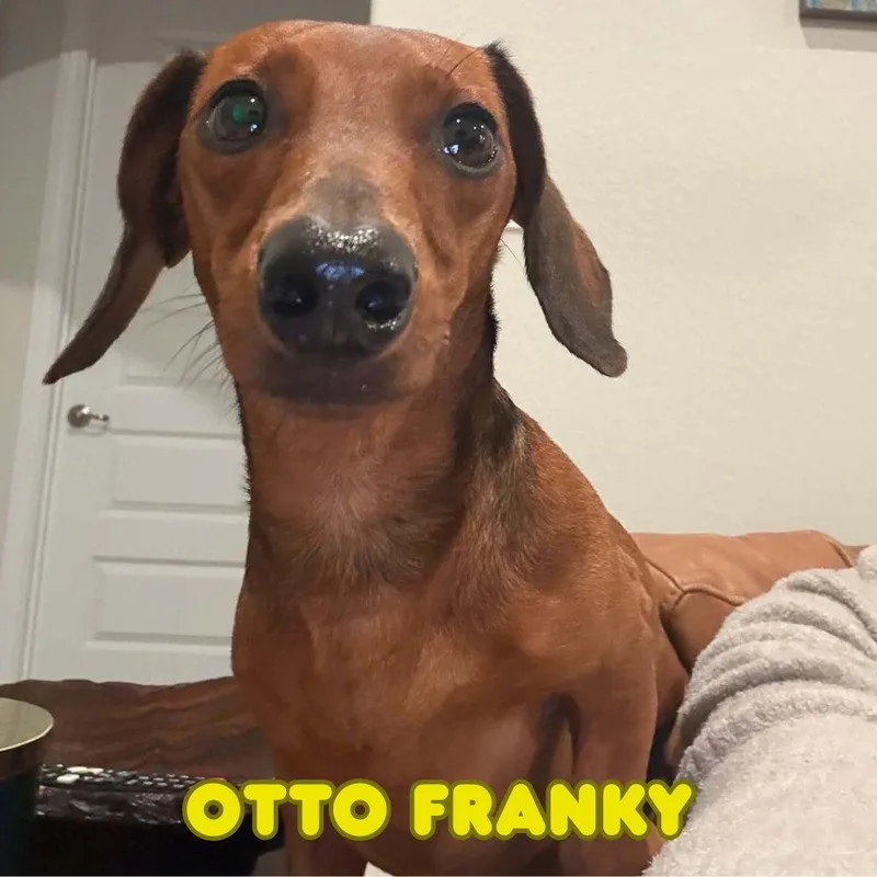An adult medium-sized male Dachshund dog named Otto Franky for adoption in San Antonio, TX