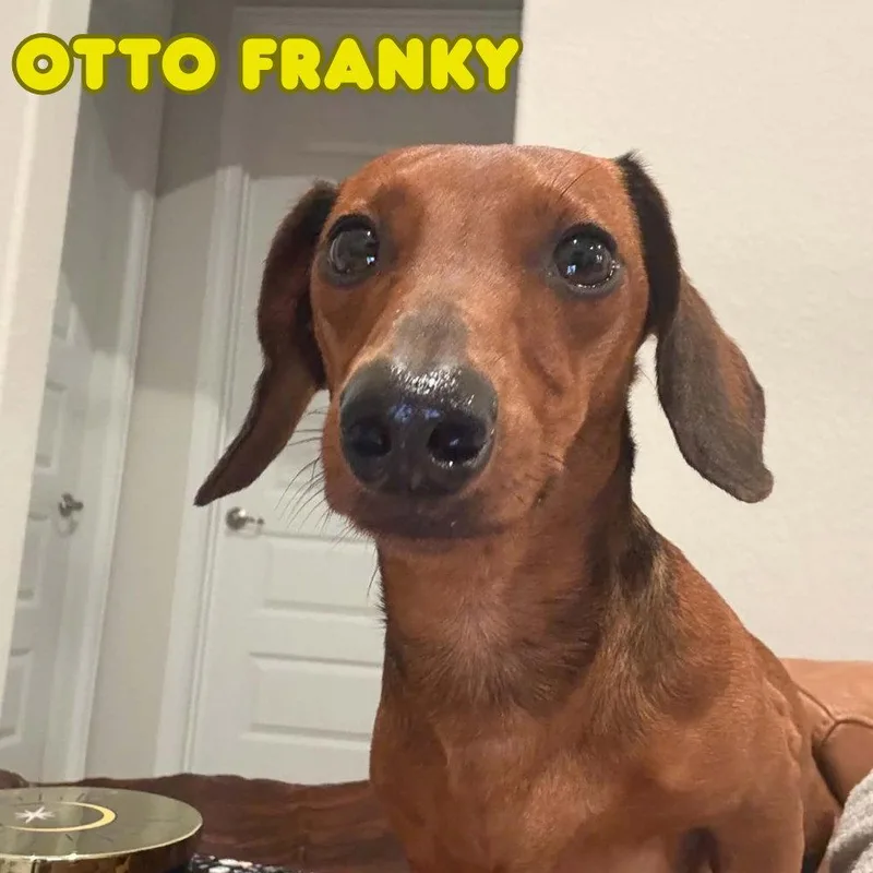 Otto Franky thumbnail 2