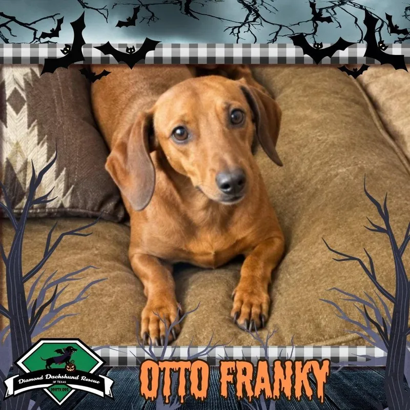 Otto Franky thumbnail 3