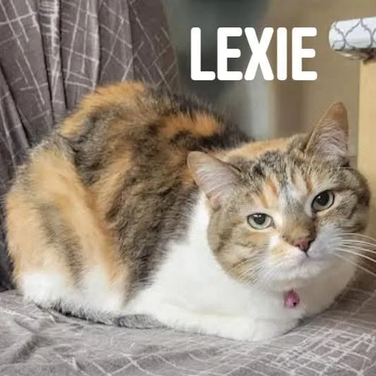 A senior small-sized female Gray / Blue / Silver Domestic Short Hair cat named Lexie C for adoption in Princeton, MN