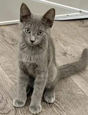 A baby medium-sized male Gray / Blue / Silver Domestic Short Hair cat named Peanut W for adoption in North Highlands, CA