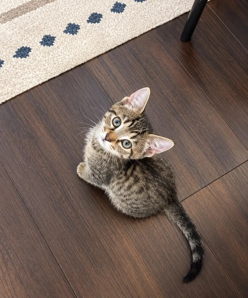 A baby medium-sized male Tabby (Brown / Chocolate) Tabby cat named Tom for adoption in Pickerington, OH