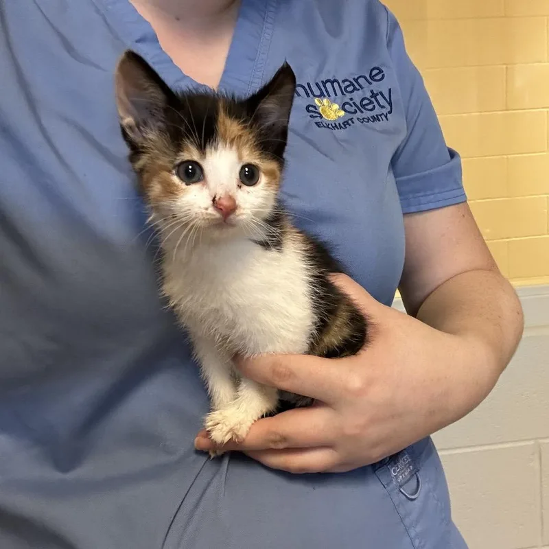 A baby small-sized female Domestic Short Hair cat named Sprinkles: Visit me at for adoption in Bristol, IN